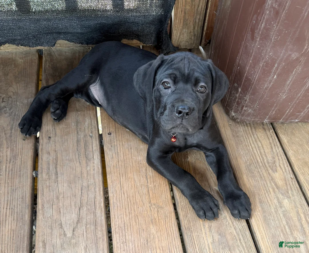 Cane Corso dogs for sale: Bubblegum - Ad 2