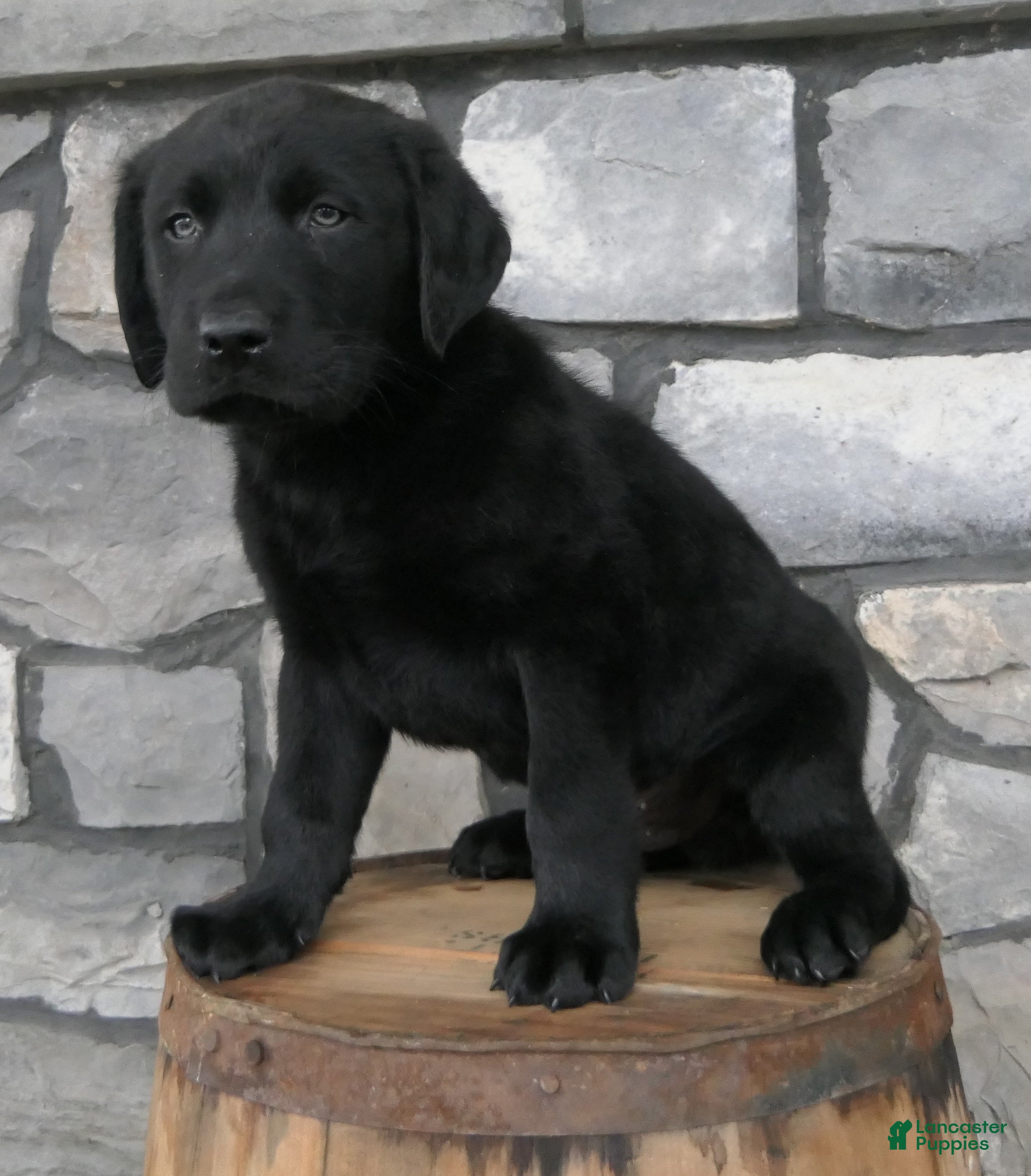 Labrador Retriever dogs Pumpkin Labrador Retriever Puppy  - Ad 1
