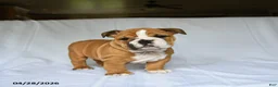 English Bulldog dogs for sale: Harper - Ad 1