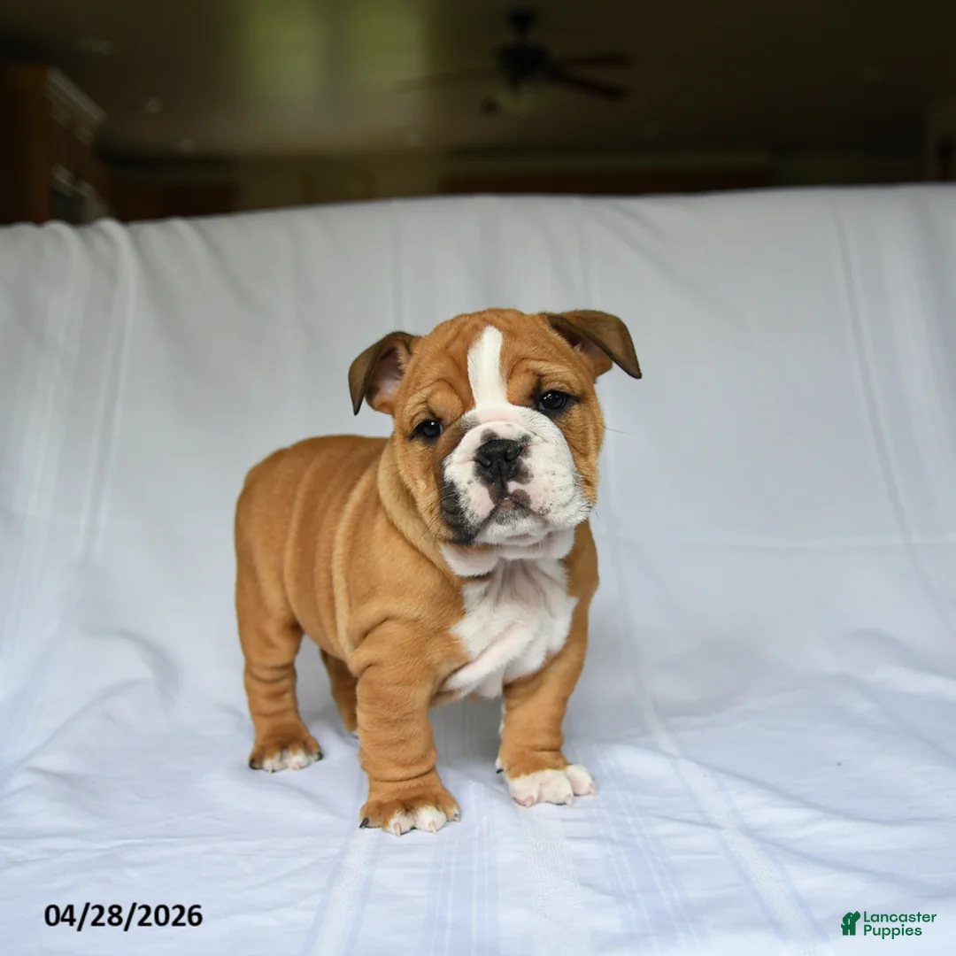 English Bulldog dogs for sale: Harper - Ad 1