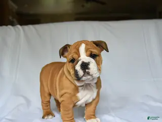 English Bulldog dogs for sale: Harper - Ad 1