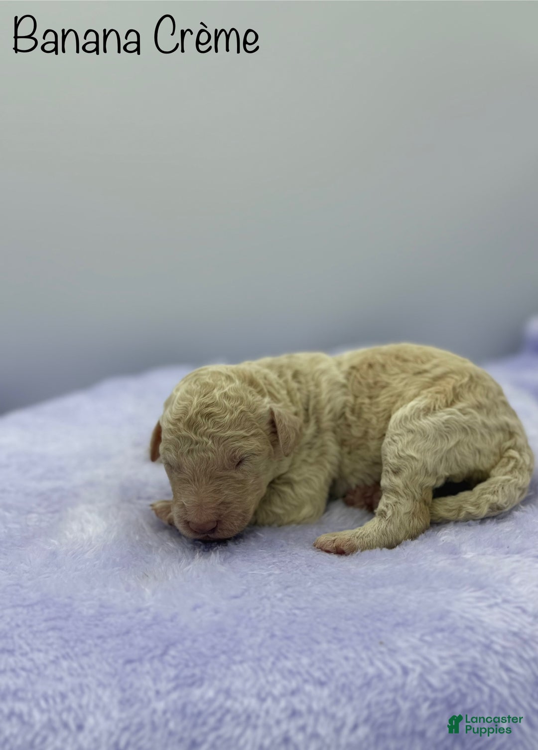 Sheepadoodle dogs for sale: Banana Crème  - Ad 5