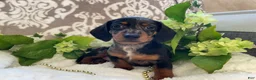 Miniature Dachshund dogs for sale: Ezra - Ad 3