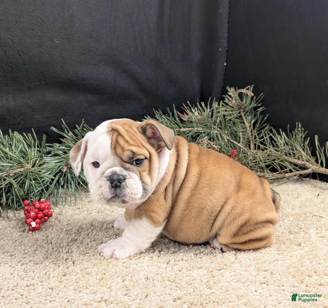 English Bulldog dogs for sale: BJ - Ad 1