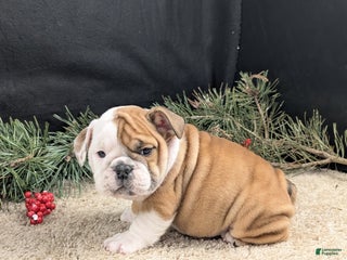 English Bulldog dogs English Bulldog Puppy 1 - Ad 16