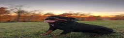 Rottweiler dogs for sale: Jose - Ad 20