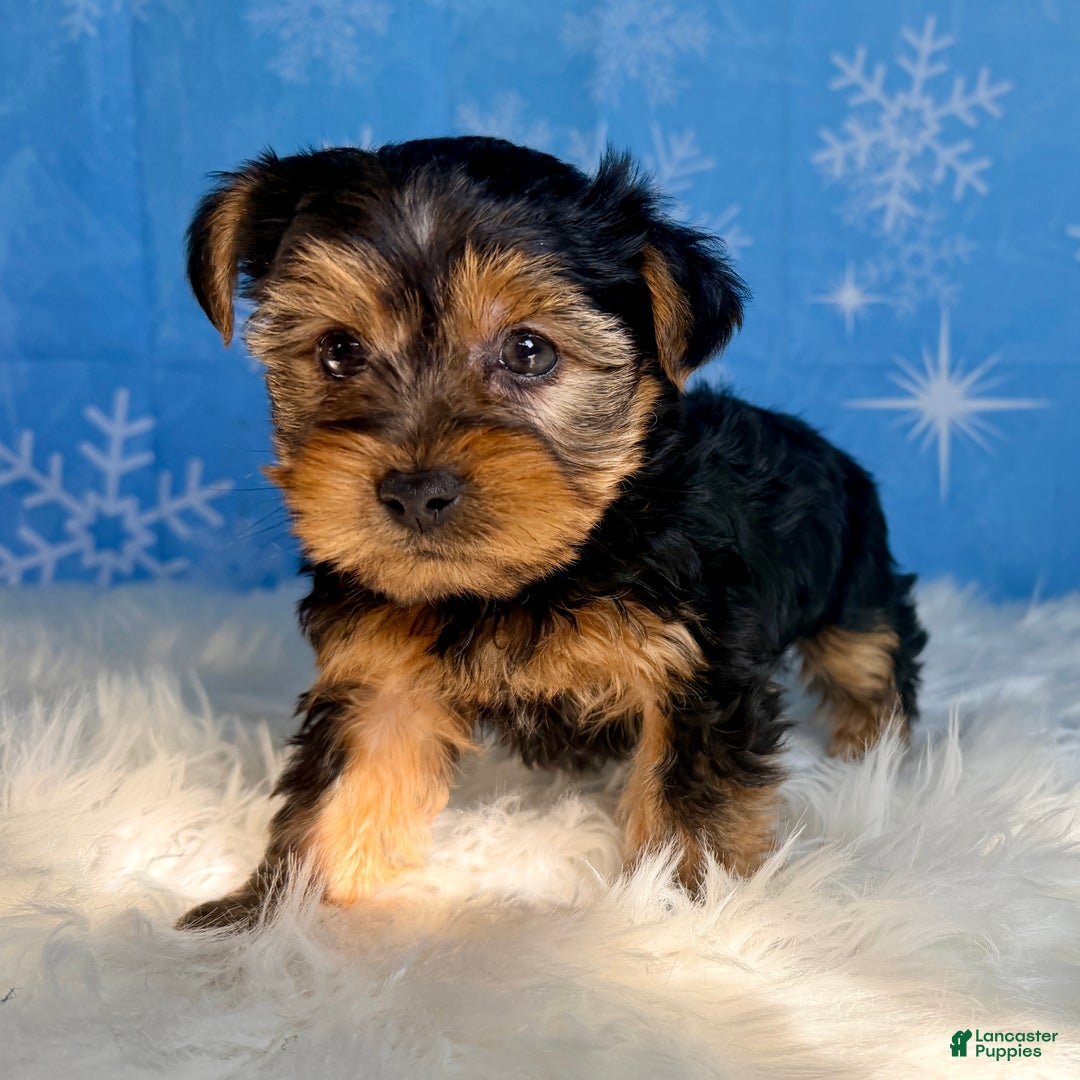 Yorkshire Terrier dogs for sale: Aspen - Ad 3