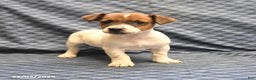 Jack Russell Terrier dogs for sale: Chief - Ad 1