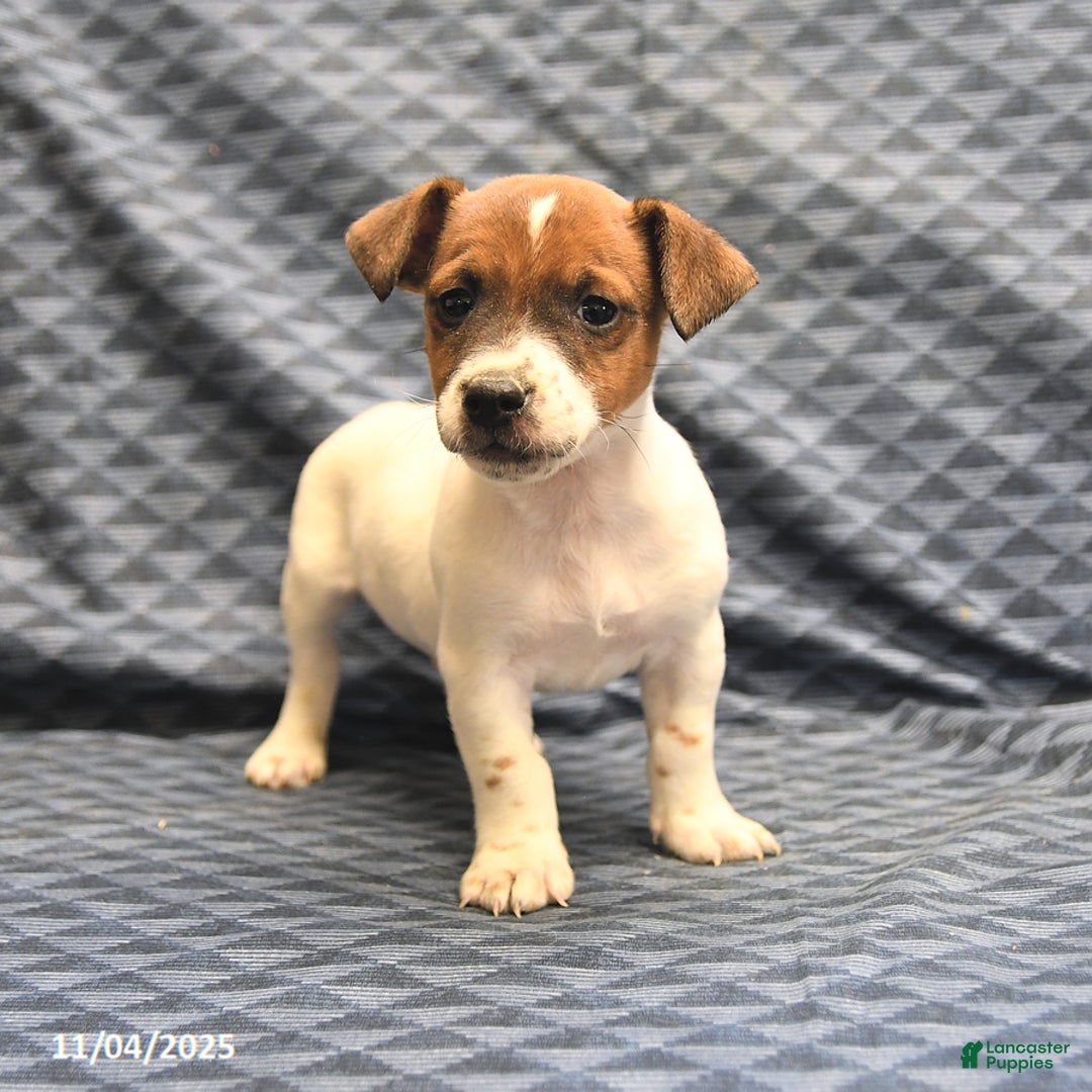 Jack Russell Terrier dogs for sale: Chief - Ad 1