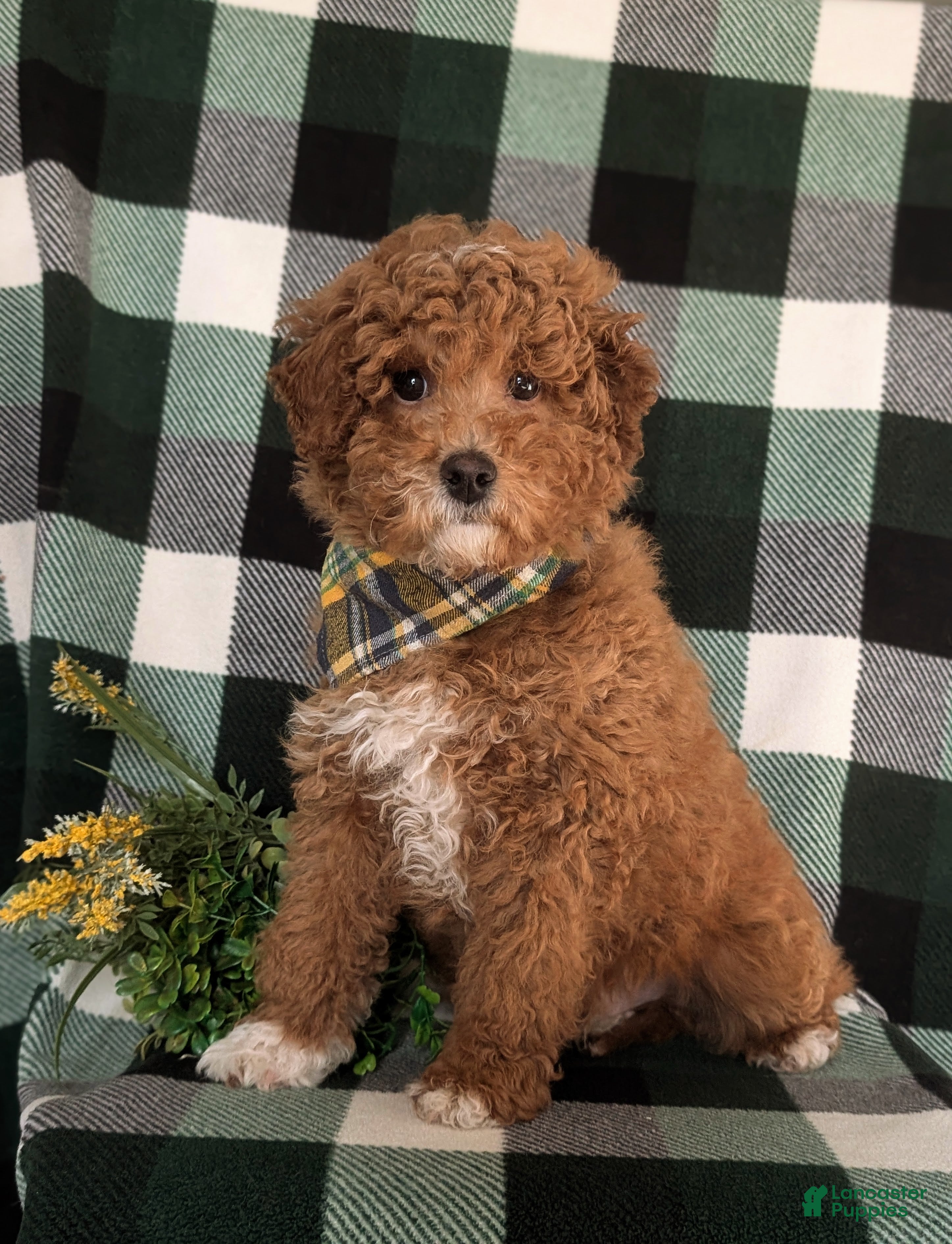 Miniature Labradoodle dogs Dunmore Hypoallergenic - Ad 1