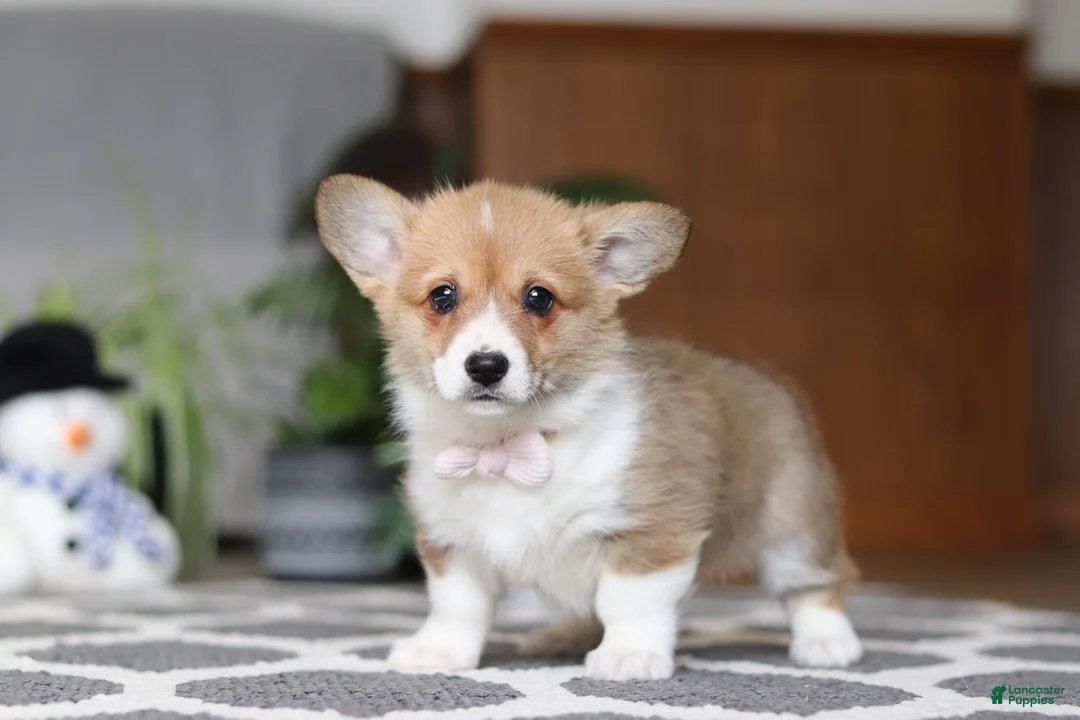 Welsh Corgi Pembroke dogs for sale: Sweetie - Ad 4