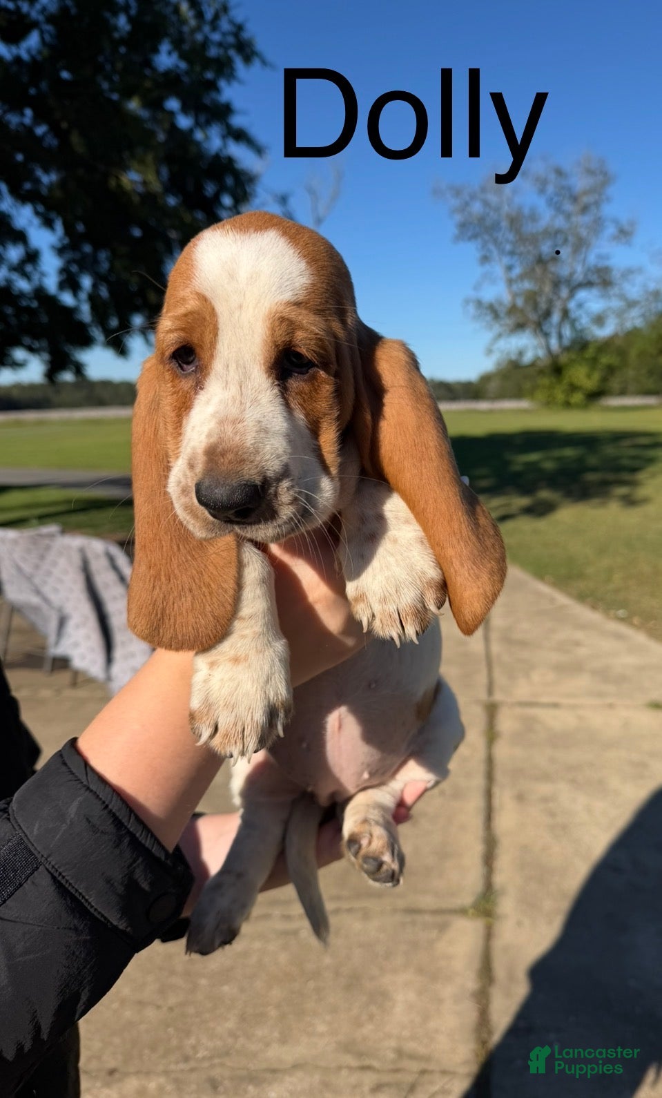 Basset Hound dogs for sale: Dolly - Ad 2