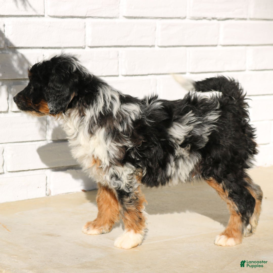 Mini Bernedoodle dogs for sale: Jojo  - Ad 3
