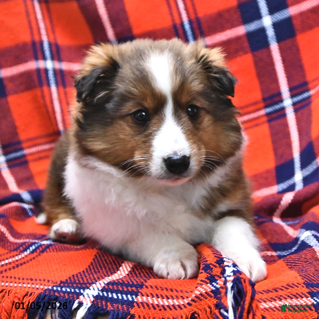 Shetland Sheepdog dogs for sale: Candy Cane - Ad 4