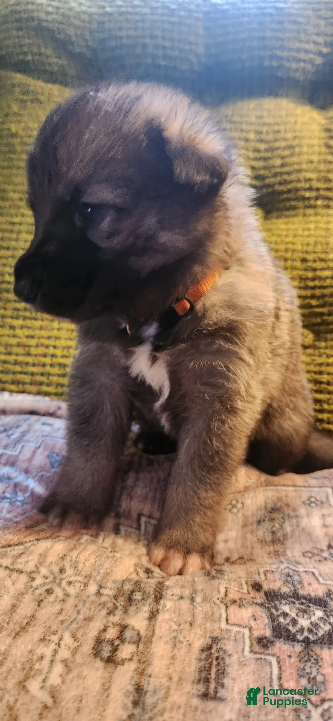 German Shepherd dogs for sale: German Shepherd Puppy 4- Orange Collar - Ad 1