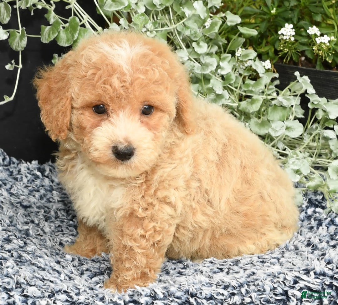 Bichpoo dogs for sale: Skipper - Ad 4