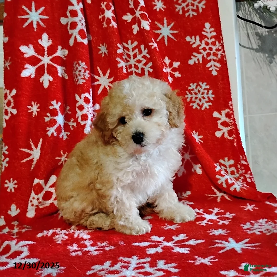 Mini Bernedoodle dogs for sale: Roselani - Ad 12