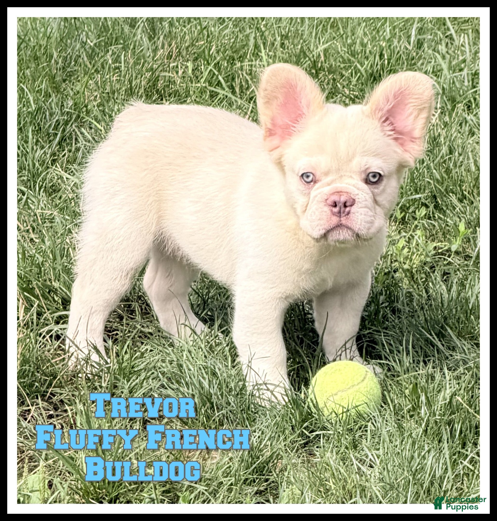 French Bulldog dogs for sale: Trevor - Ad 2