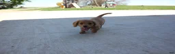 Cavachon dogs for sale: Dahlia - Ad 2