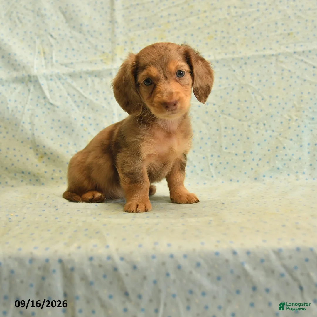 Dachshund dogs for sale: Spotty - Ad 1