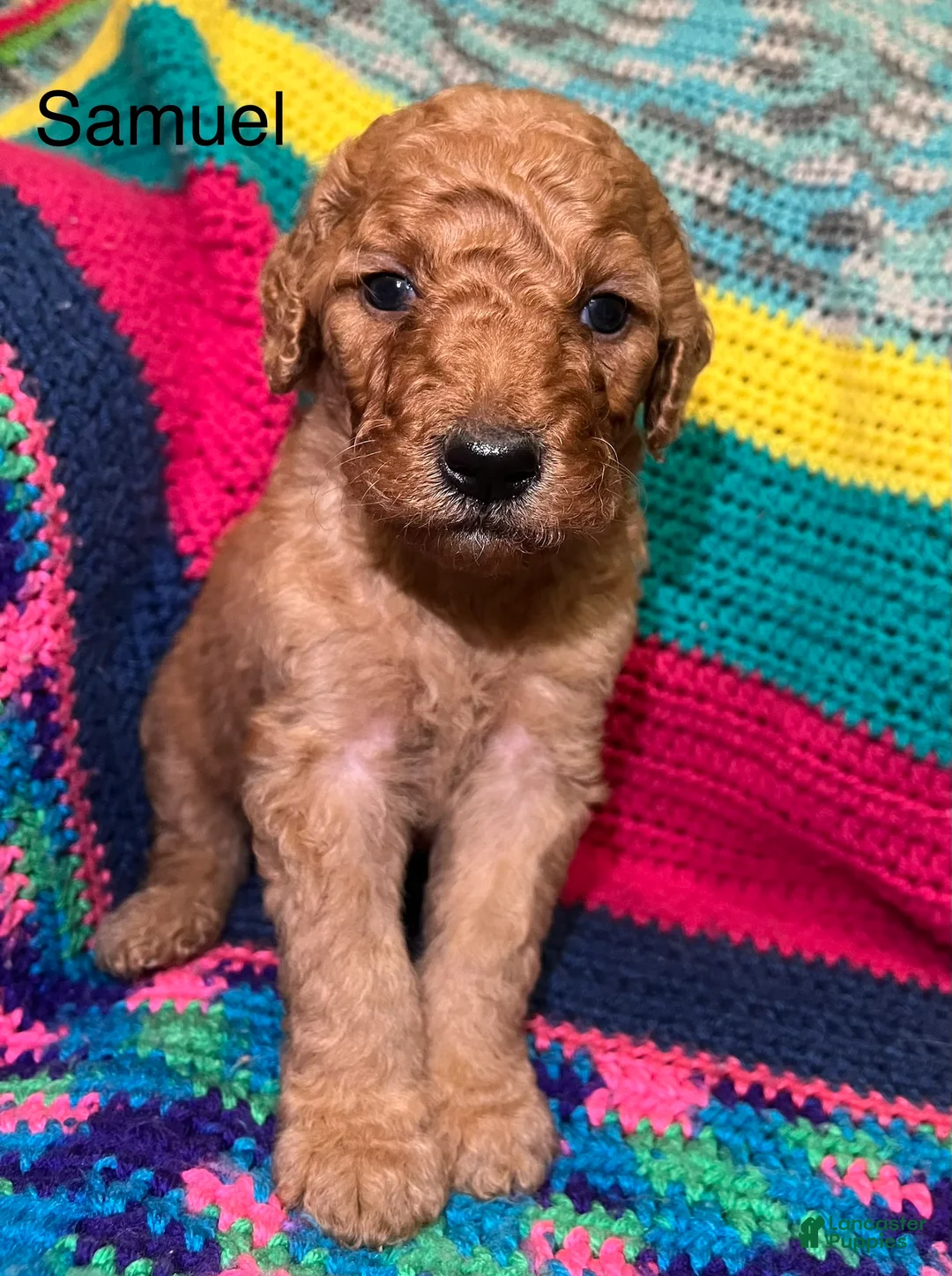 Goldendoodle dogs for sale: Samuel - Ad 1