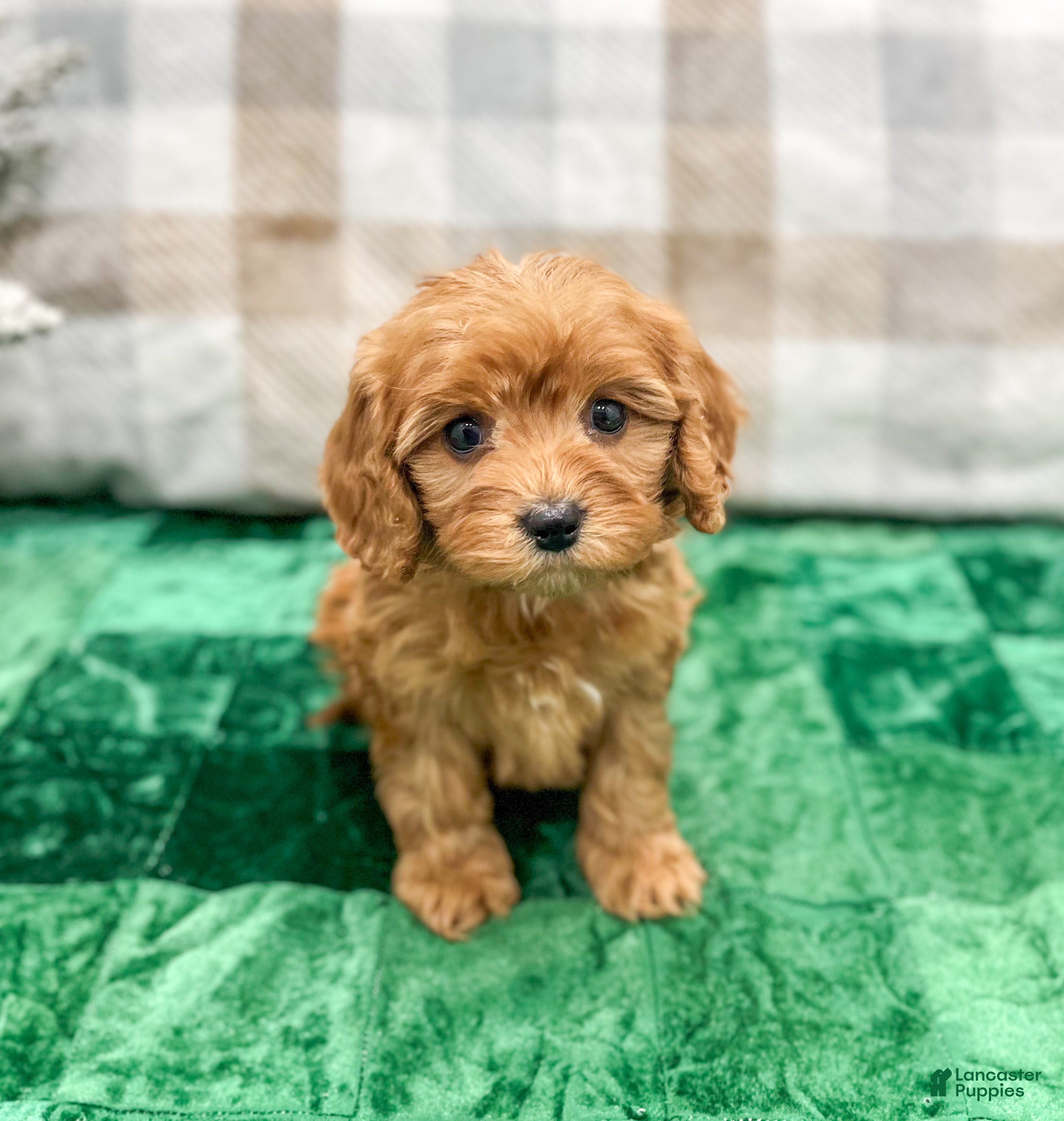 Cavapoo dogs Hennri - Ad 9