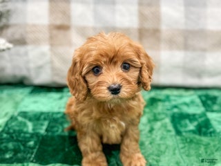 Cavapoo dogs Hennri - Ad 5