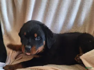 Rottweiler dogs Rottweiler Puppy 7 - Ad 27