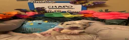 Mixed Breed dogs for sale: Mixed Breed 7 - Ad 1