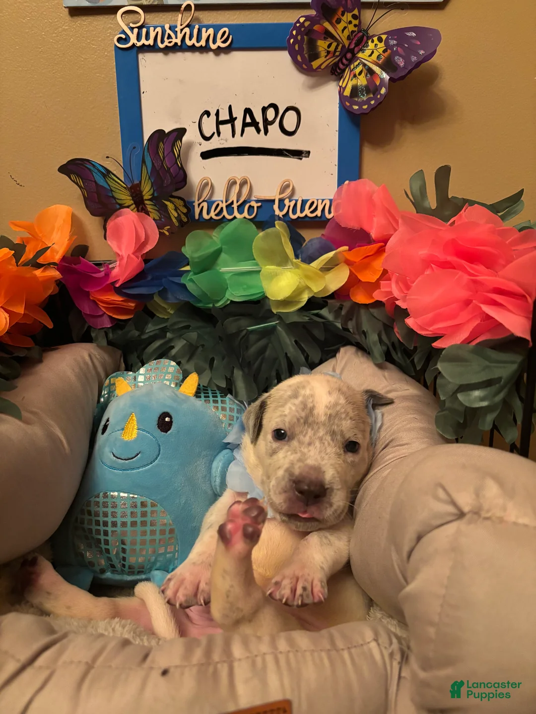 Mixed Breed dogs for sale: Mixed Breed 7 - Ad 1