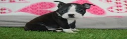 Boston Terrier dogs for sale: Lance - Ad 1