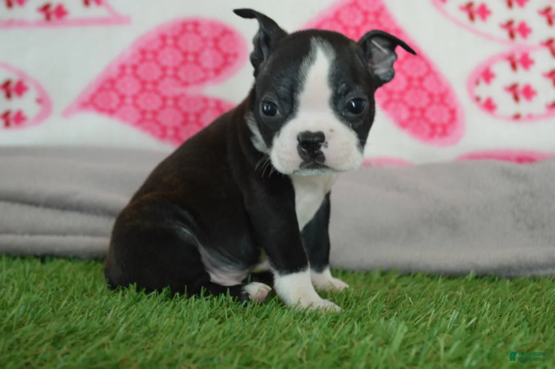 Boston Terrier dogs for sale: Lance - Ad 1