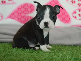 Boston Terrier dogs Lance - Ad 9
