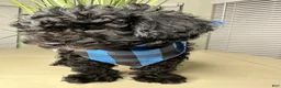 Shihpoo dogs for sale: Shihpoo 1 - Ad 8