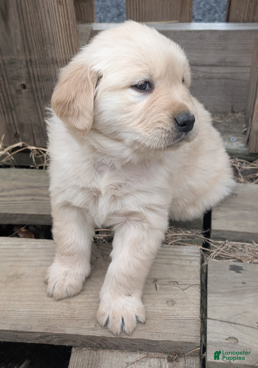 Golden Retriever dogs for sale: Coco - Ad 5