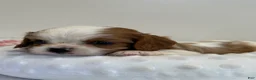 Cavalier King Charles Spaniel dogs for sale: Twinkle Cavalier King Charles Spaniel  - Ad 8