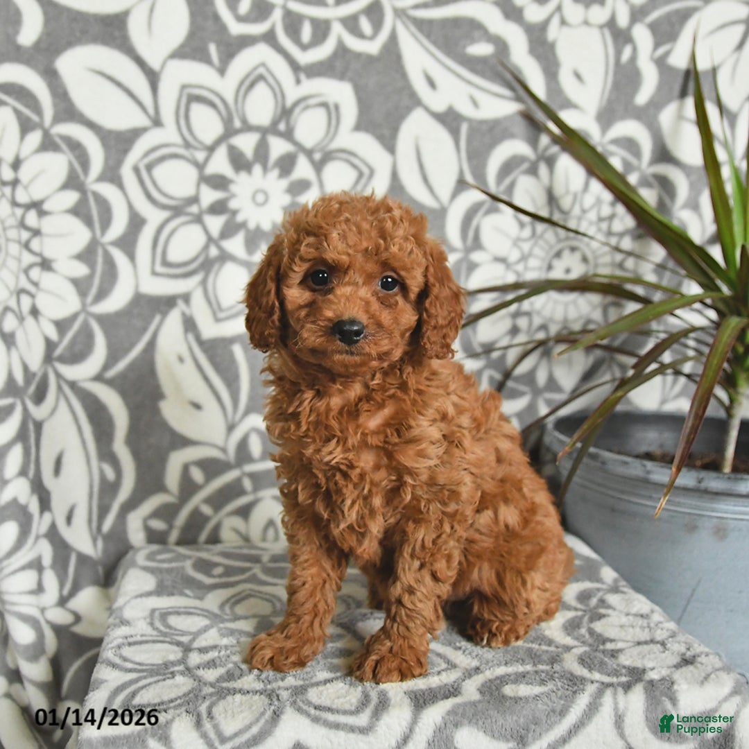 Mini Goldendoodle dogs for sale: Remy - Ad 1
