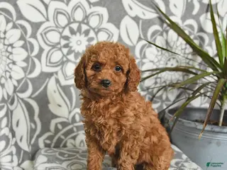Mini Goldendoodle dogs Remy - Ad 30
