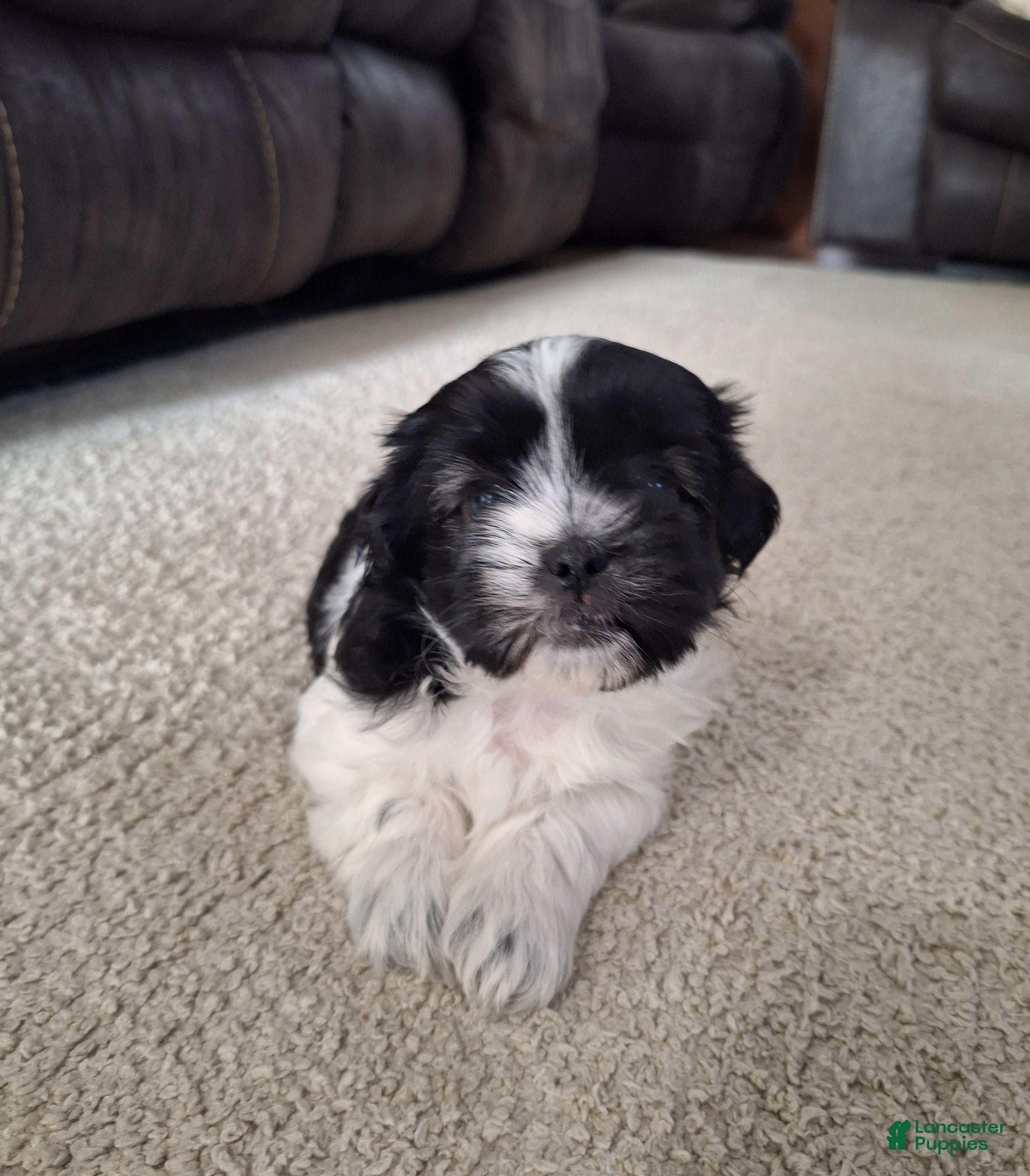 Shih Tzu dogs Daisy  - Ad 1