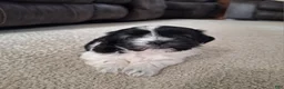 Shih Tzu dogs for sale: Daisy  - Ad 1