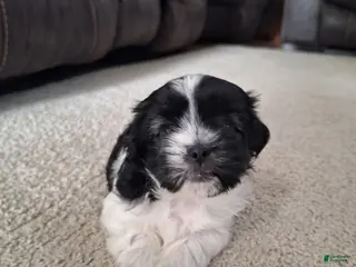 Shih Tzu dogs for sale: Daisy - Ad 1