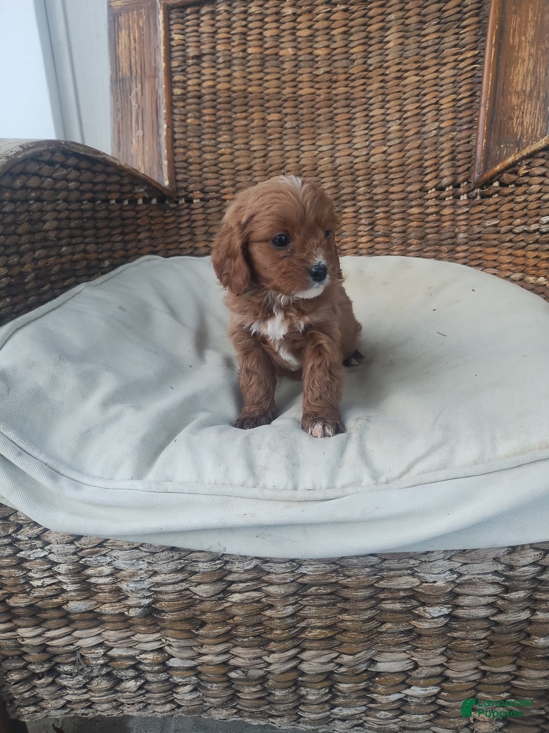 Cavapoo dogs for sale: Emily  - Ad 1