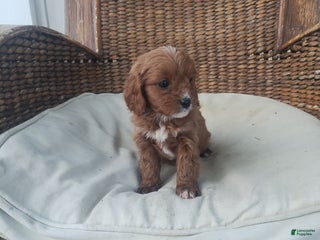 Cavapoo dogs Emily - Ad 21