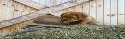 Labrador Retriever dogs for sale: Trooper - Ad 7