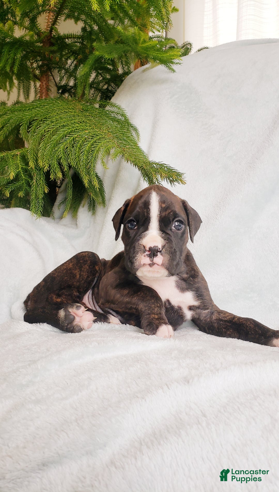 Boxer dogs for sale: Finley - Ad 1