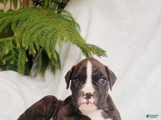 Boxer dogs Finley - Ad 41