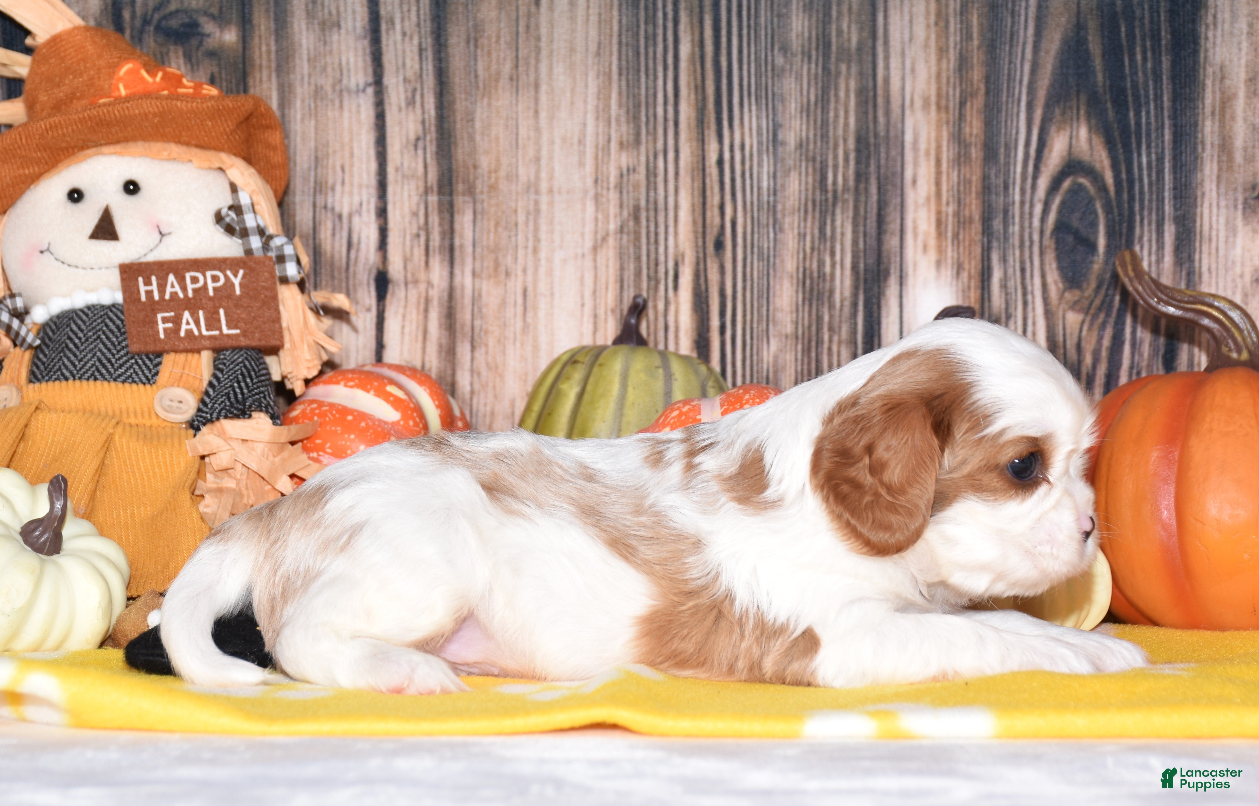 Cavalier King Charles Spaniel dogs Colby - Ad 2