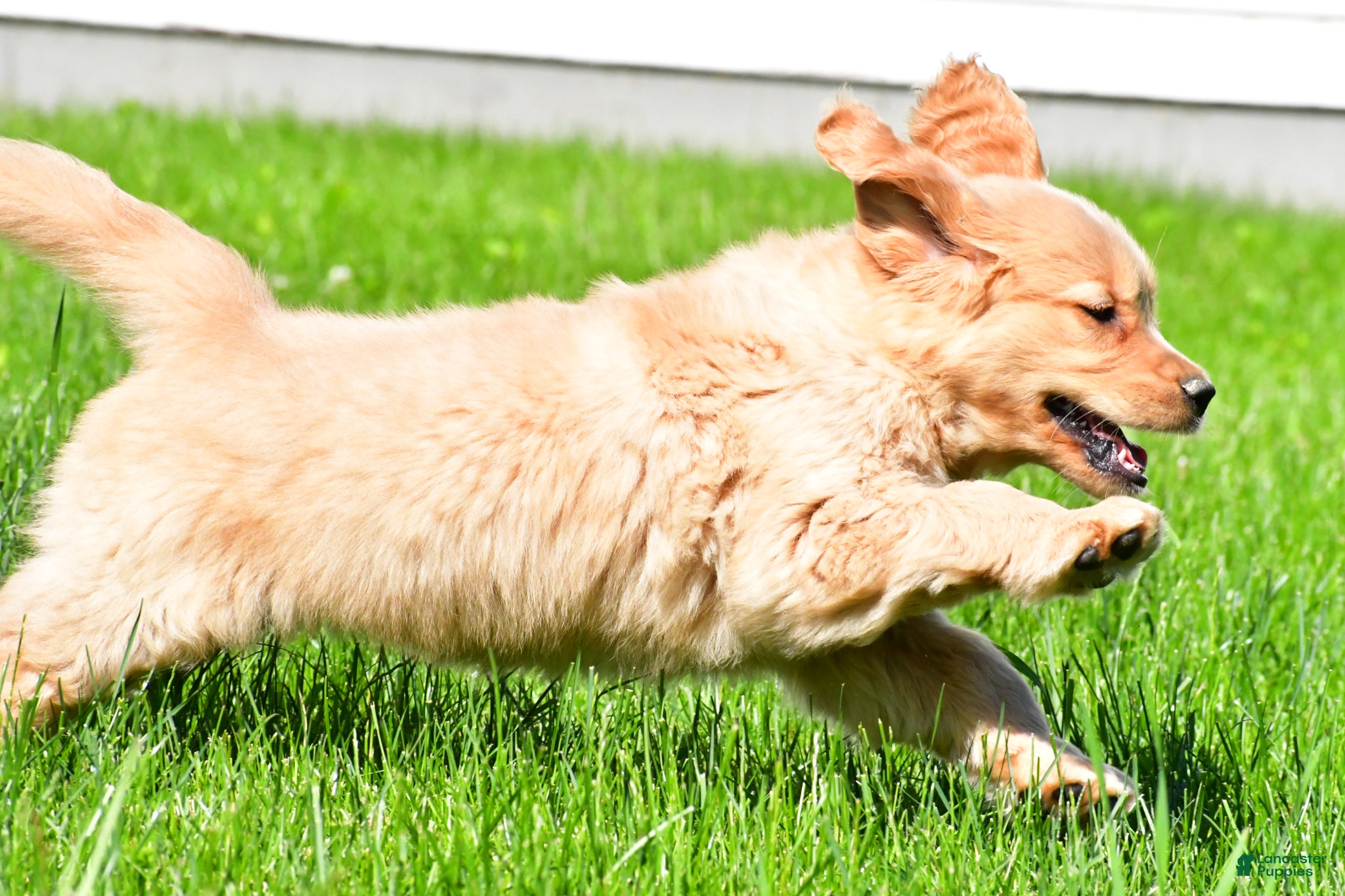 Golden Retriever dogs Sammy - Ad 2