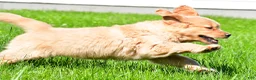 Golden Retriever dogs for sale: Sammy - Ad 2