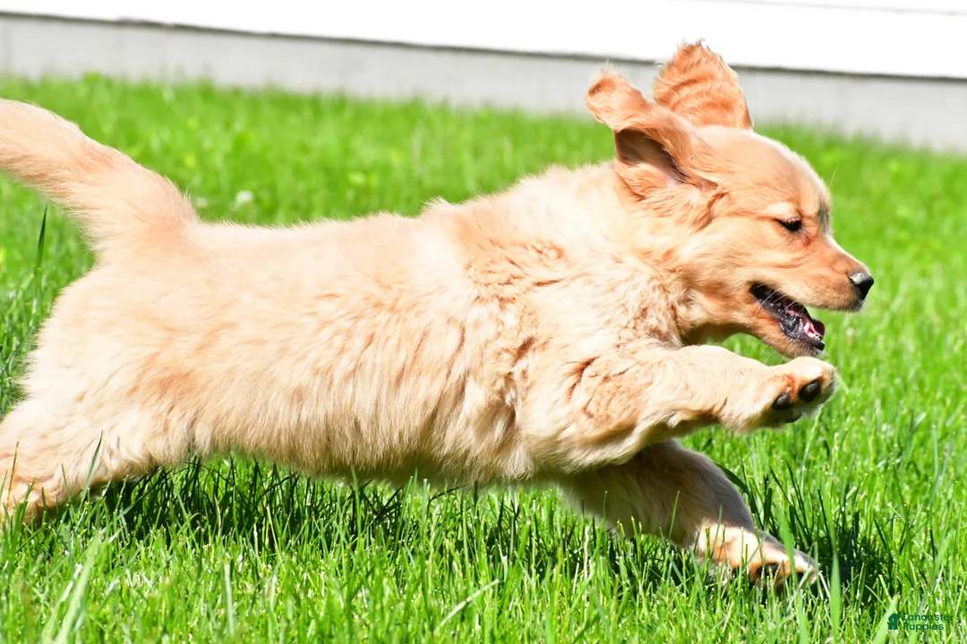 Golden Retriever dogs for sale: Sammy - Ad 2